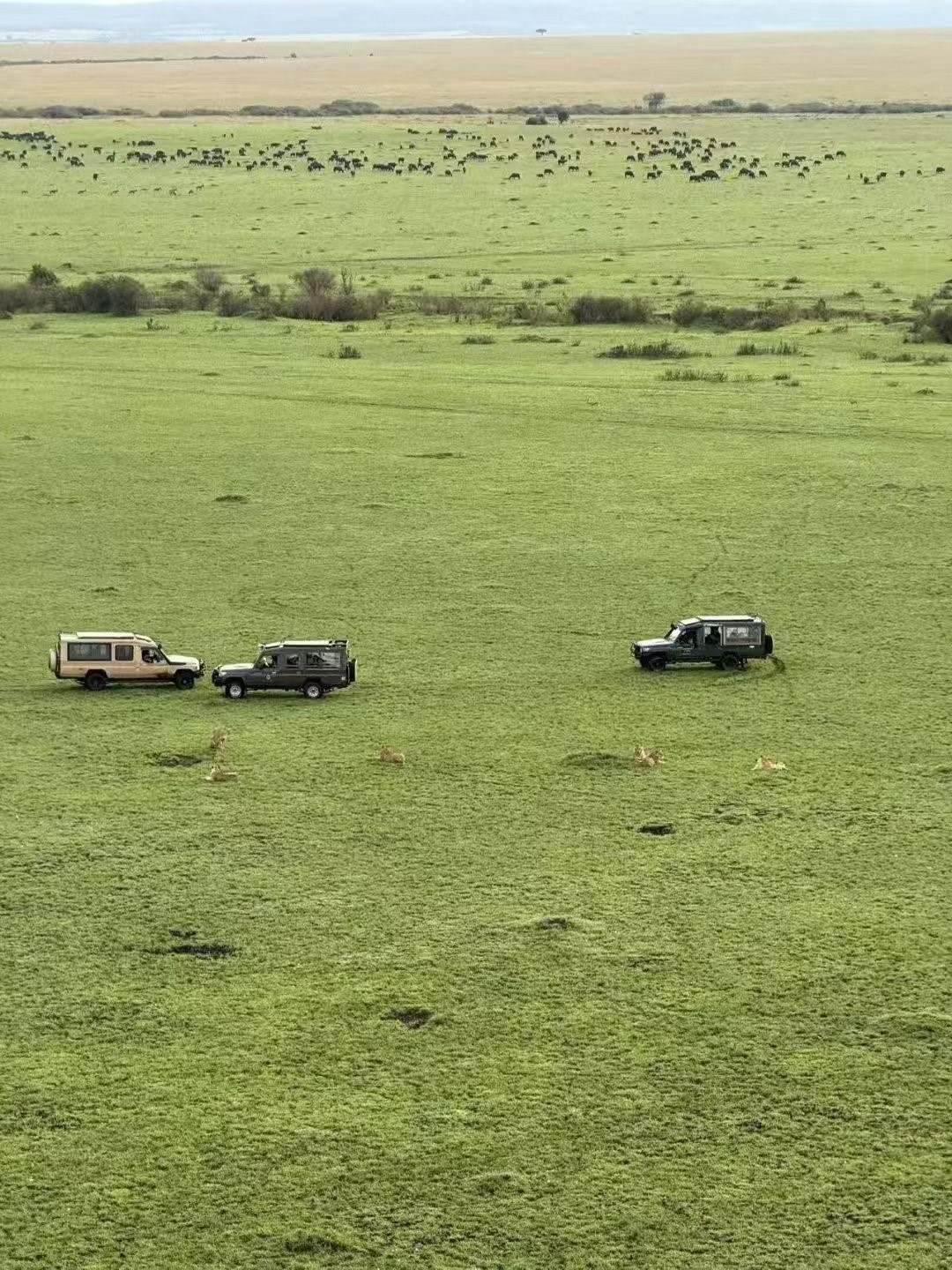 草原上的越野车与狮群