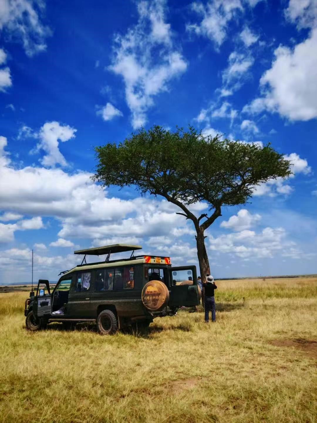 金合欢树下的 Safari 越野车
